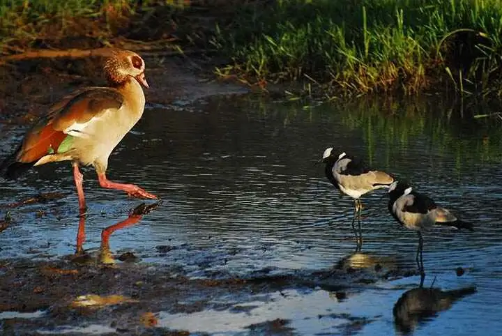 Egyptian Goose